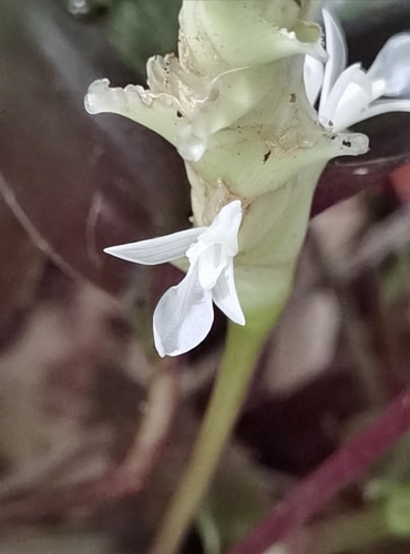 Goeppertia albertii, photograph 4