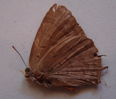 Arhopala alax
