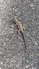 Anolis sagrei