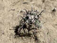Sclerocactus cloverae