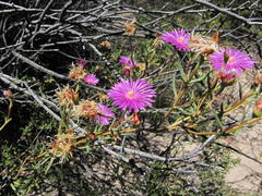 Lampranthus dulcis