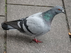Columba livia domestica