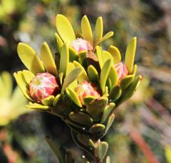 Leucadendron nitidum