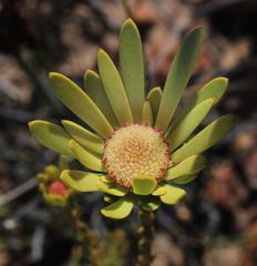 Leucadendron nitidum