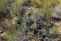 Leucadendron nitidum