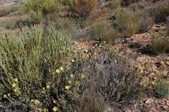 Leucadendron nitidum