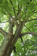 Fagus sylvatica