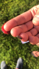 Armadillidium vulgare