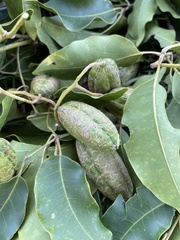 Flindersia brayleyana