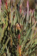 Protea acuminata
