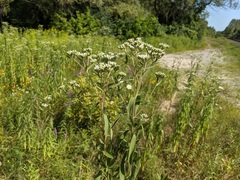 Eupatorium altissimum