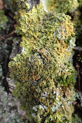 Xanthoria parietina