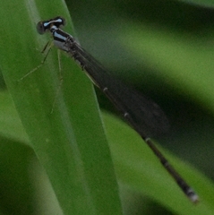 Enallagma exsulans