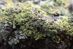Xanthoria parietina