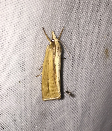 Epina alleni Fernald, 1888