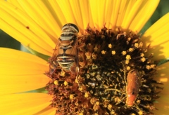 Palpada vinetorum