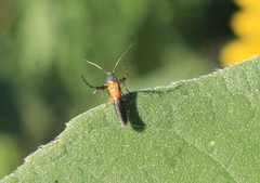 Aetole unipunctella