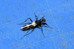 Tachydromia annulimana