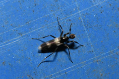 Tachydromia annulimana
