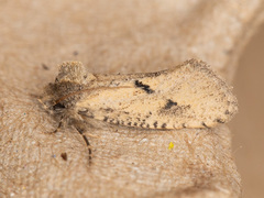 Acrolophus kearfotti