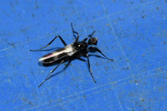 Tachydromia annulimana