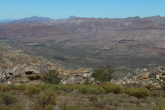 Widdringtonia wallichii