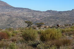 Widdringtonia wallichii