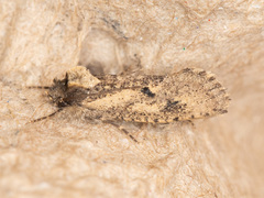 Acrolophus kearfotti