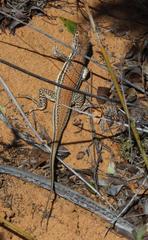 Meroles ctenodactylus