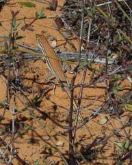 Meroles ctenodactylus