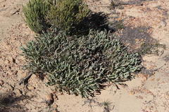 Protea laevis