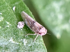 Agallia albidula