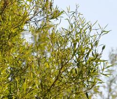 Nuxia oppositifolia