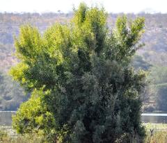 Nuxia oppositifolia