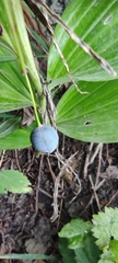Polygonatum odoratum maximowiczii