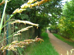 Sorghum halepense