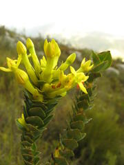 Endonema lateriflora