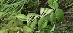 Polygonatum odoratum maximowiczii