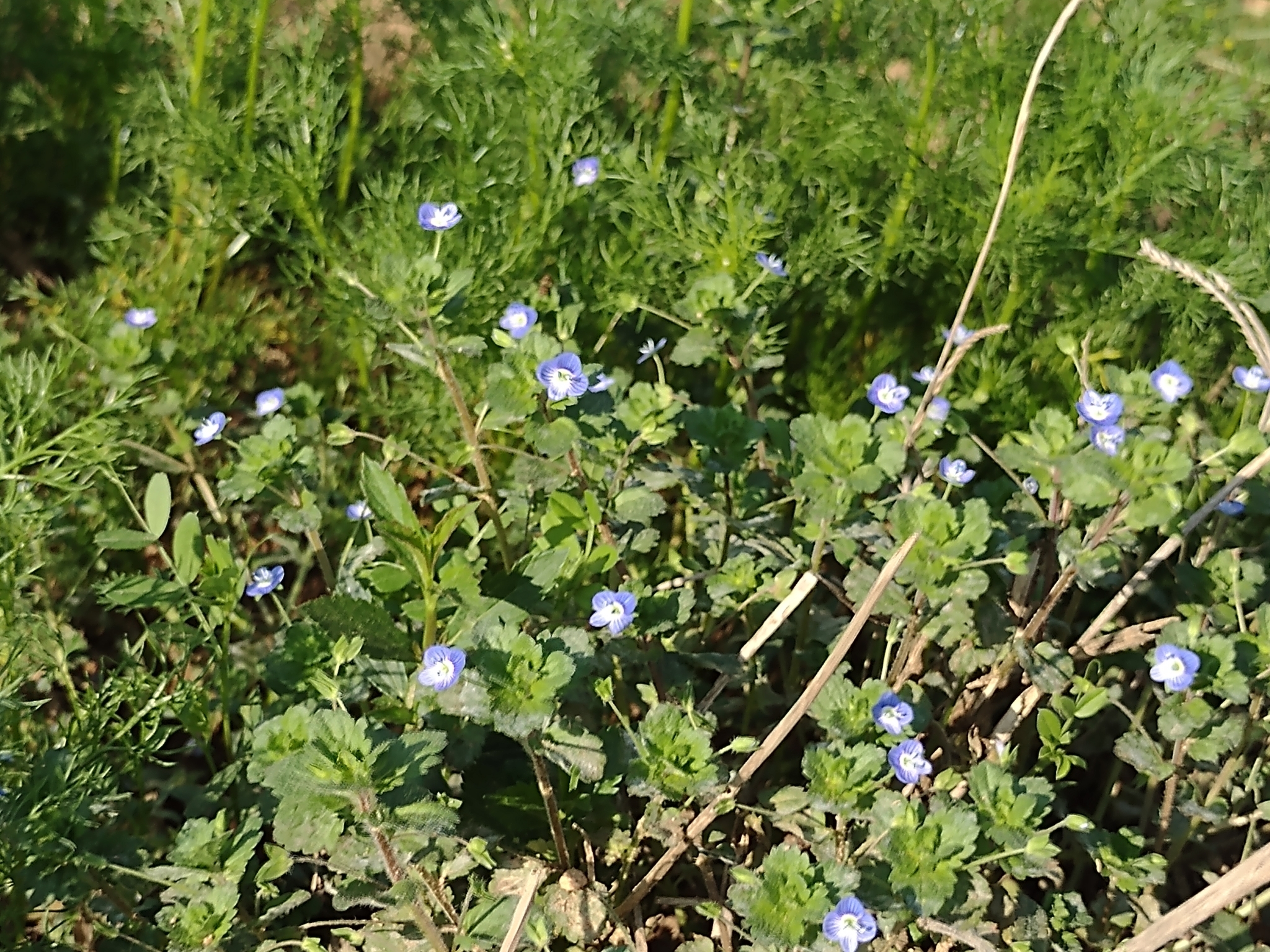 Veronica persica