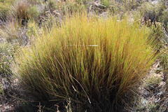 Pentameris macrocalycina