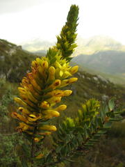 Endonema lateriflora