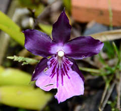 Miltonia moreliana