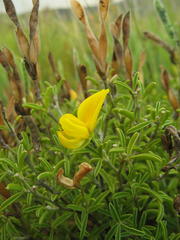 Argyrolobium pachyphyllum