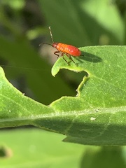 Oncopeltus fasciatus