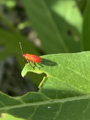 Oncopeltus fasciatus