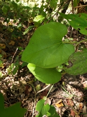 Aristolochia tomentosa