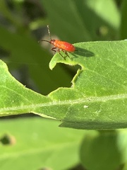 Oncopeltus fasciatus