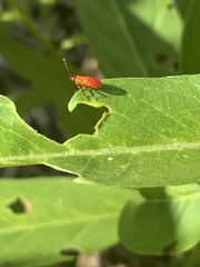 Oncopeltus fasciatus
