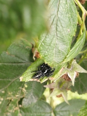 Paraphidippus aurantius