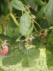 Paraphidippus aurantius
